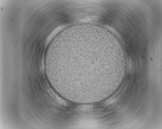 X0000057061294200510071357