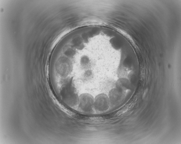 X0000057061383200510071355