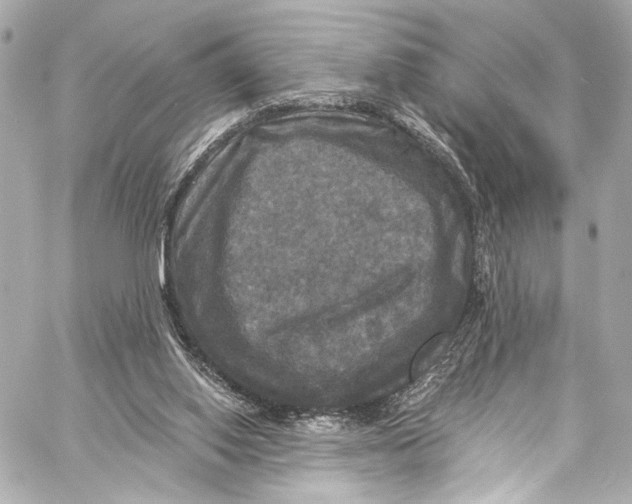 X0000057070062200510071443