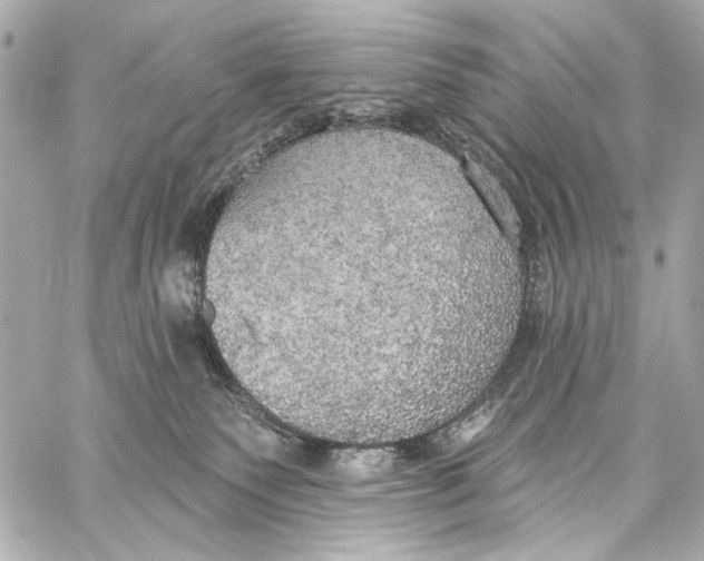 X0000057070135200510071442