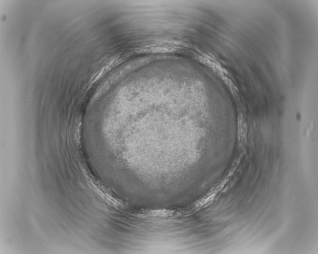 X0000057070153200510071441