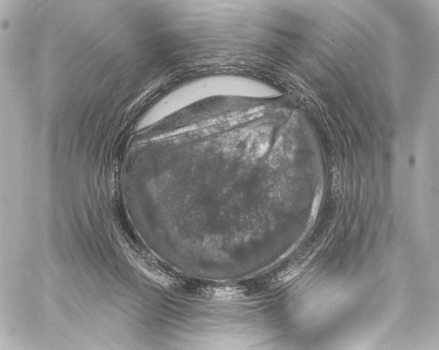 X0000057070165200510071442