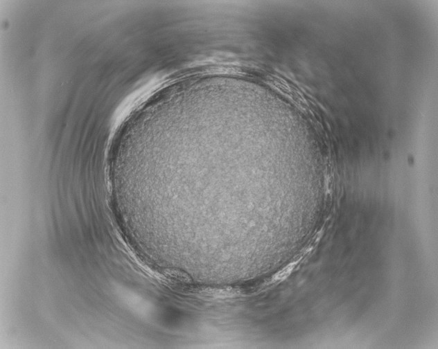 X0000057070245200510071440