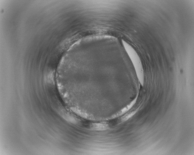 X0000057070286200510071440