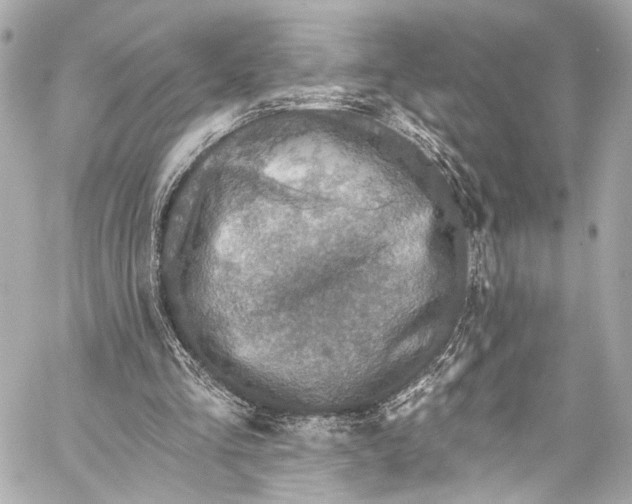 X0000057070293200510071440