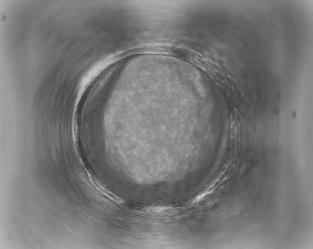 X0000057070294200510071440