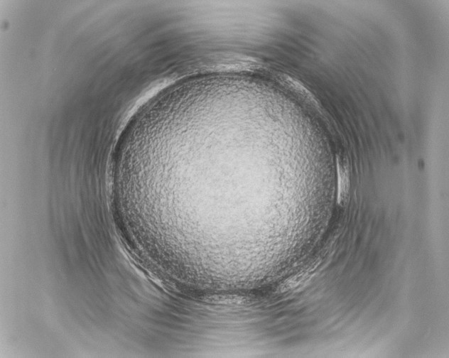 X0000057070435200510071436