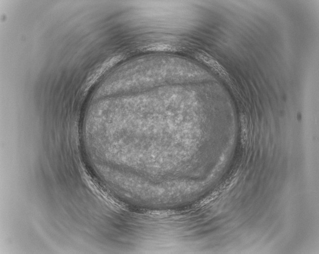 X0000057070482200510071436