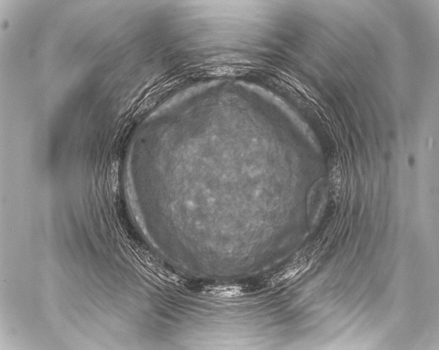 X0000057070554200510071435