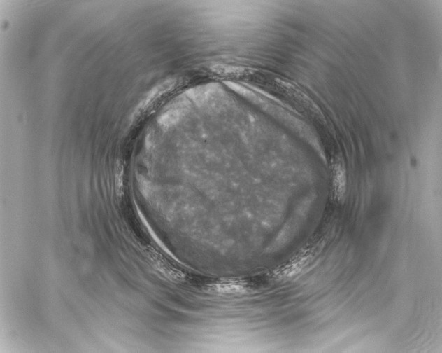 X0000057070668200510071434