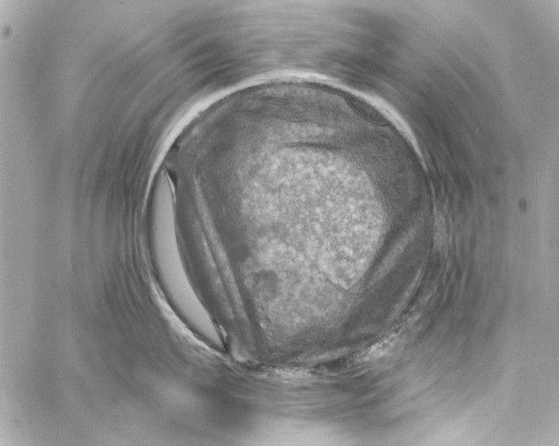 X0000057070911200510071429