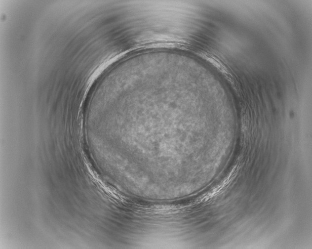 X0000057070933200510071429