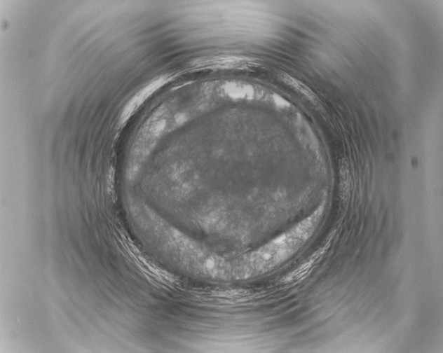 X0000057071066200510071426