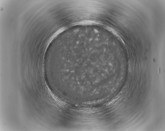 X0000057071229200510071424