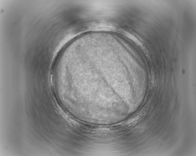 X0000057071462200510071420