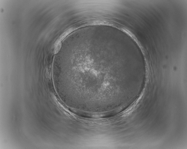 X0000057081097200509091241