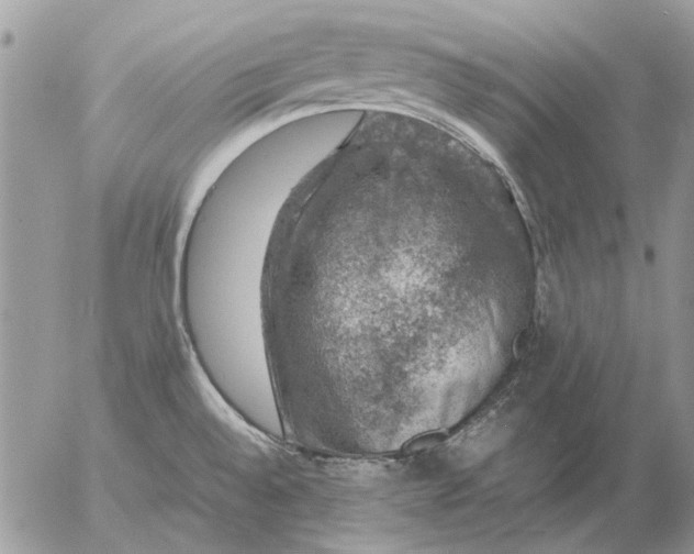 X0000057081528200509231611