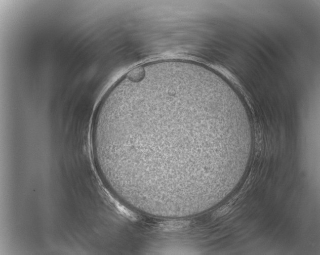 X0000057081294200510010150