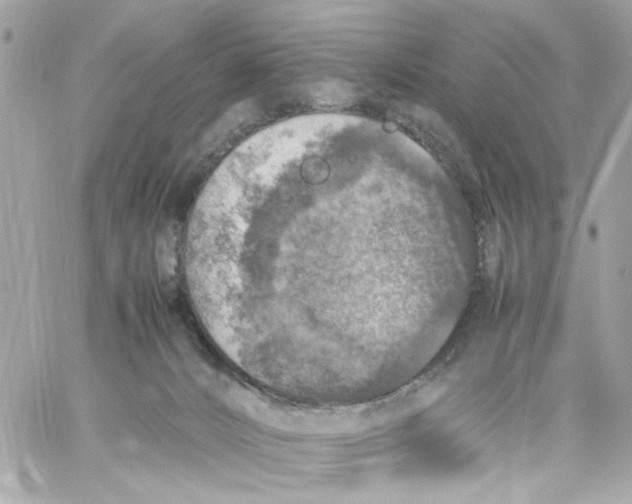 X0000057080032200510071857