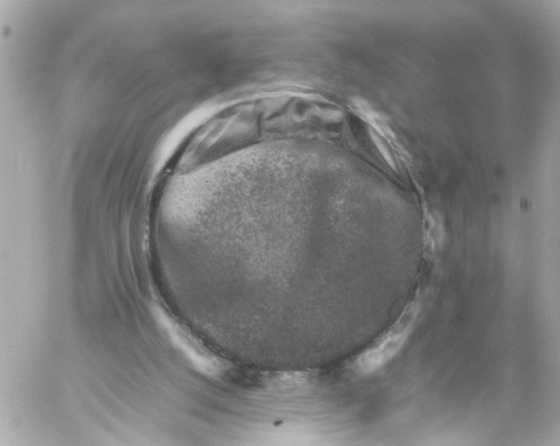 X0000057080056200510071856