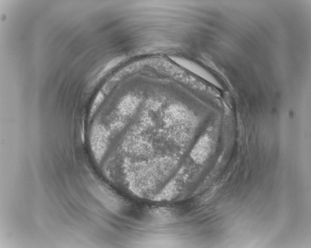 X0000057080062200510071856