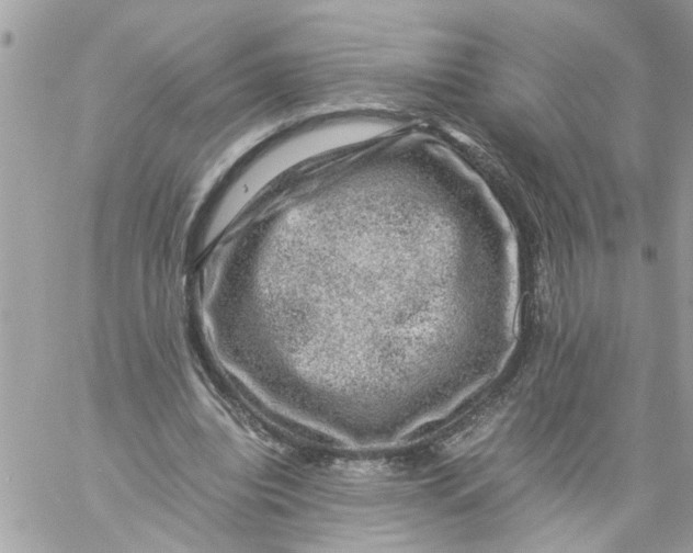 X0000057080440200510071849