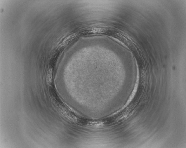 X0000057080554200510071848