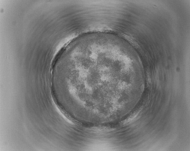 X0000057080630200510071846