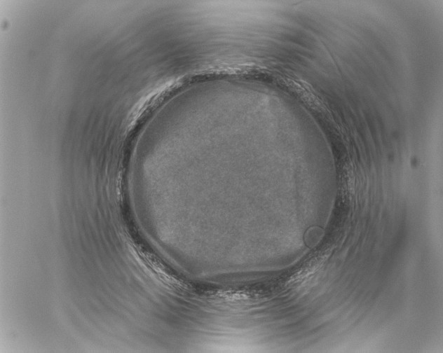 X0000057080640200510071846