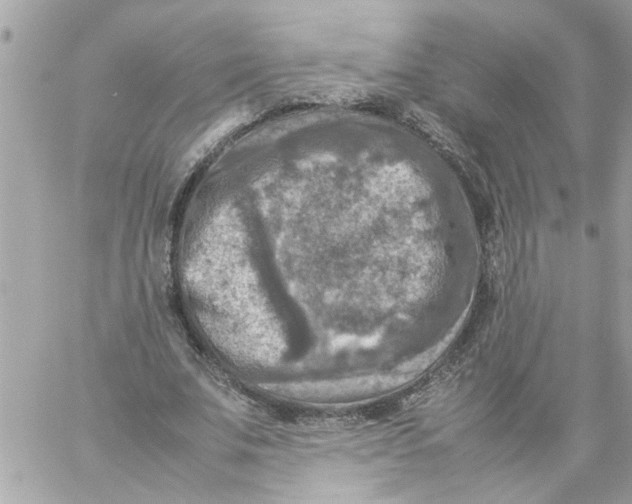 X0000057080679200510071846