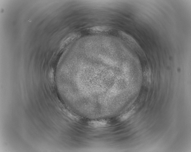 X0000057080765200510071845