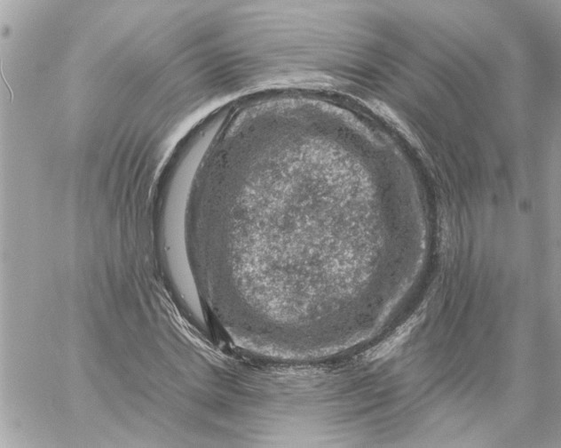 X0000057080830200510071843