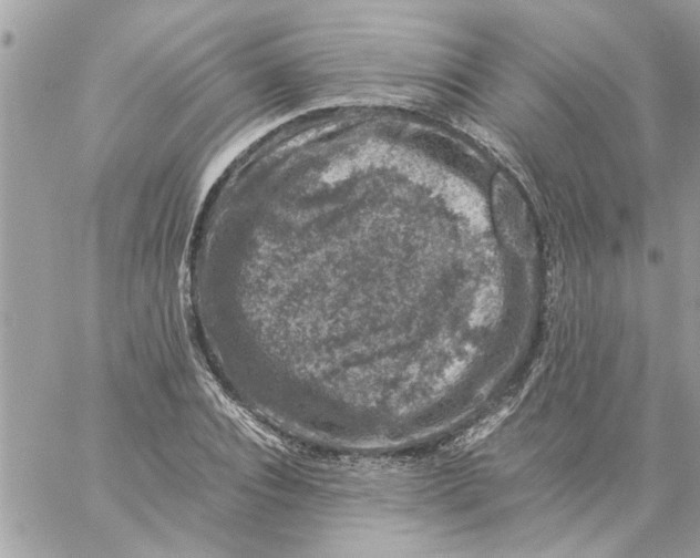 X0000057080928200510071841