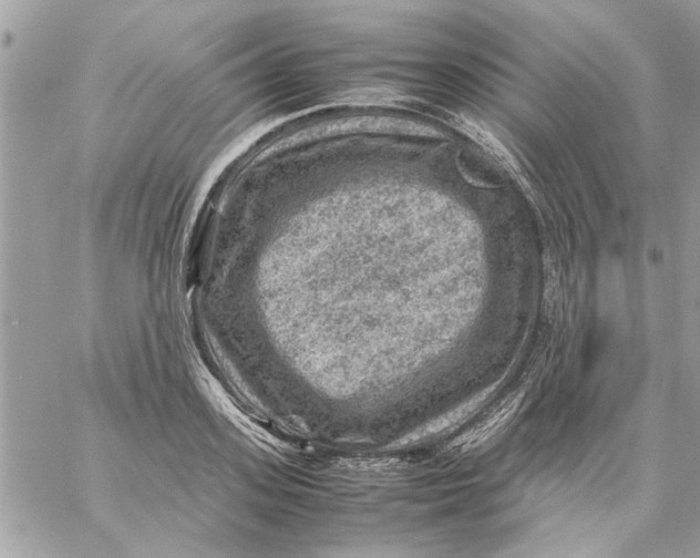 X0000057080939200510071841