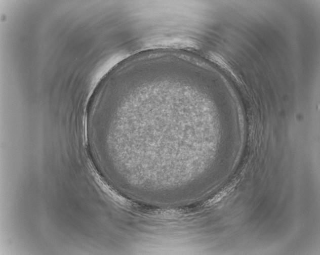 X0000057081079200510071839