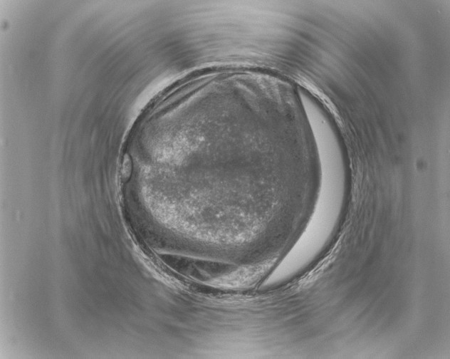 X0000057081085200510071839