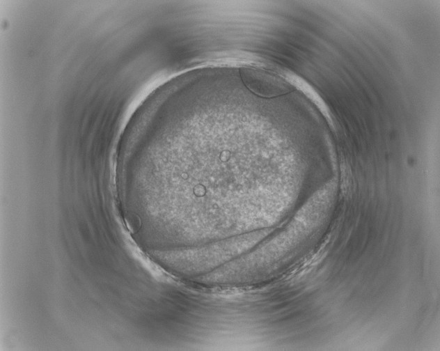 X0000057081099200510071839