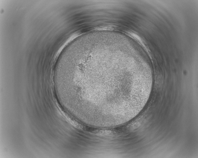 X0000057081235200510071837