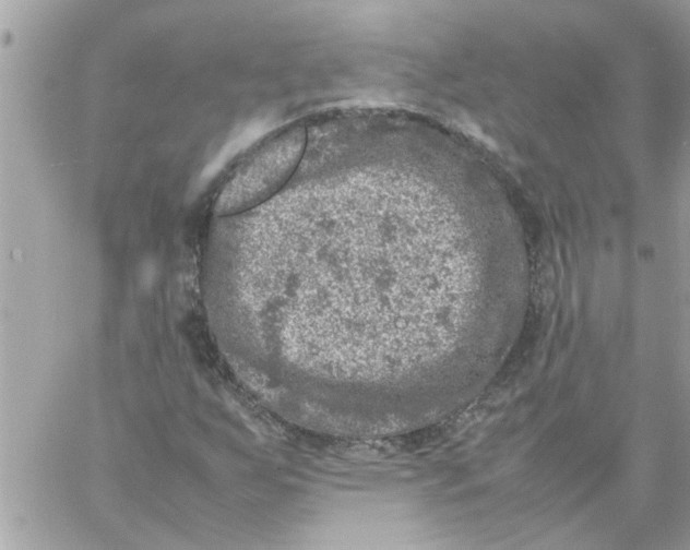 X0000057081255200510071836