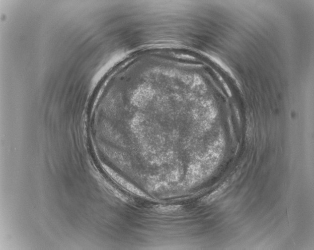 X0000057081325200510071835