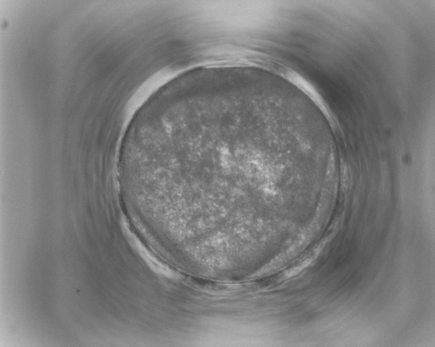 X0000057081485200510071832