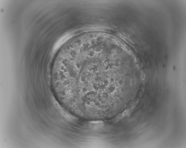 X0000057090053200510071921