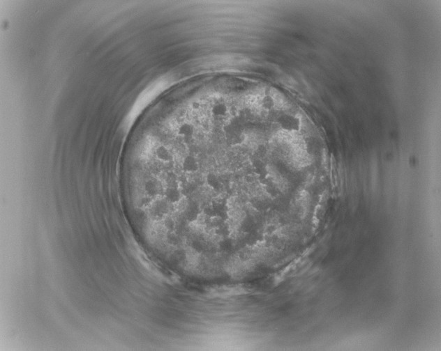 X0000057090099200510071921