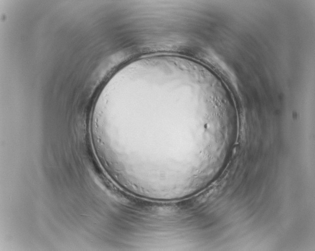 X0000057090107200510071921