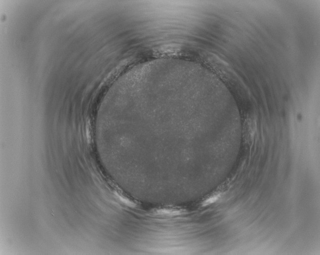 X0000057090224200510071919