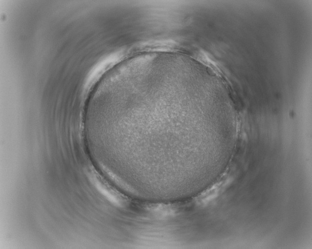 X0000057090293200510071918