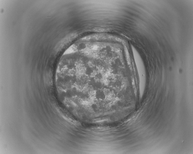 X0000057090303200510071918