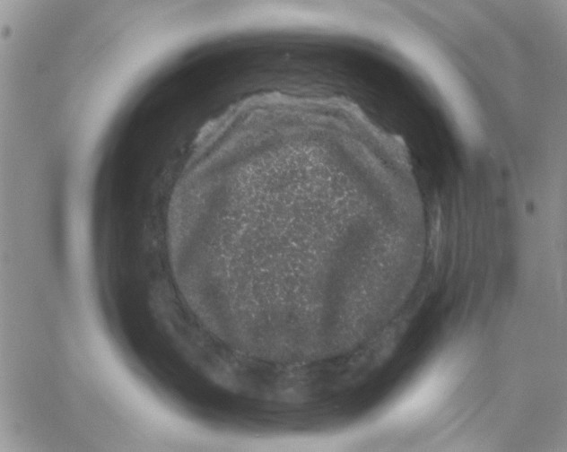 X0000057090383200510071917