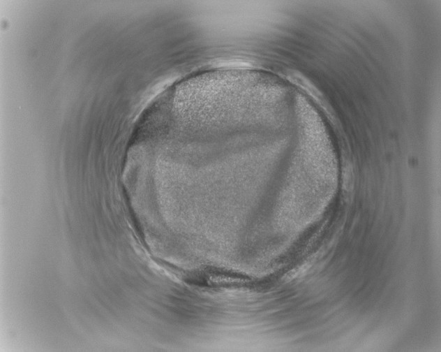 X0000057090385200510071917