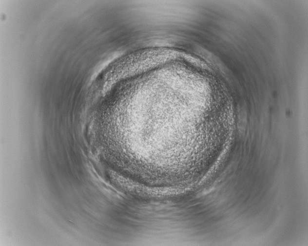 X0000057090386200510071917